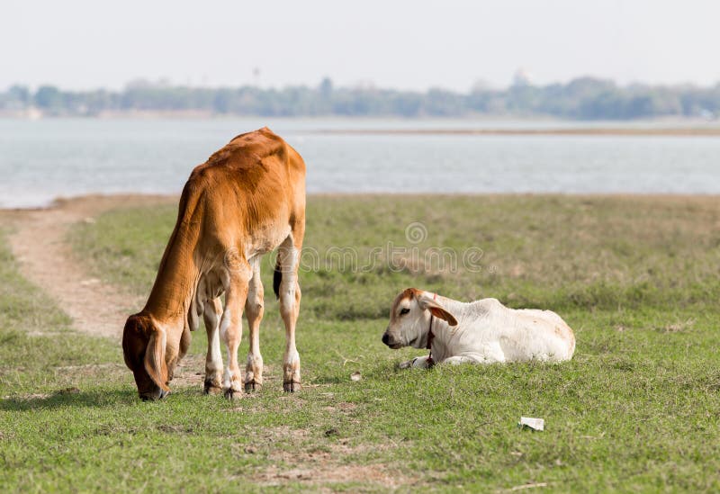 The calf is feeding grass. stock image. Image of grazing 92154007