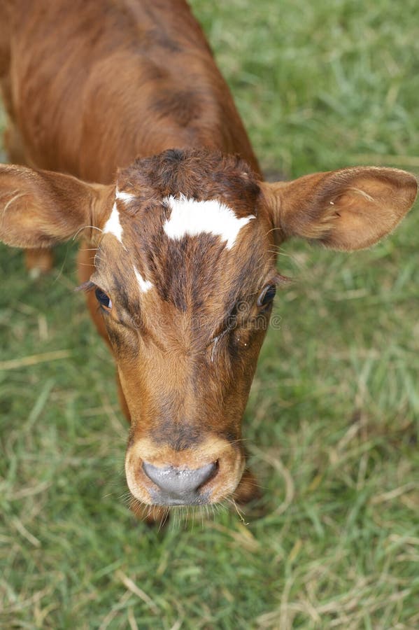 Calf feeding in pasture stock image. Image of calf, pasture 269034369