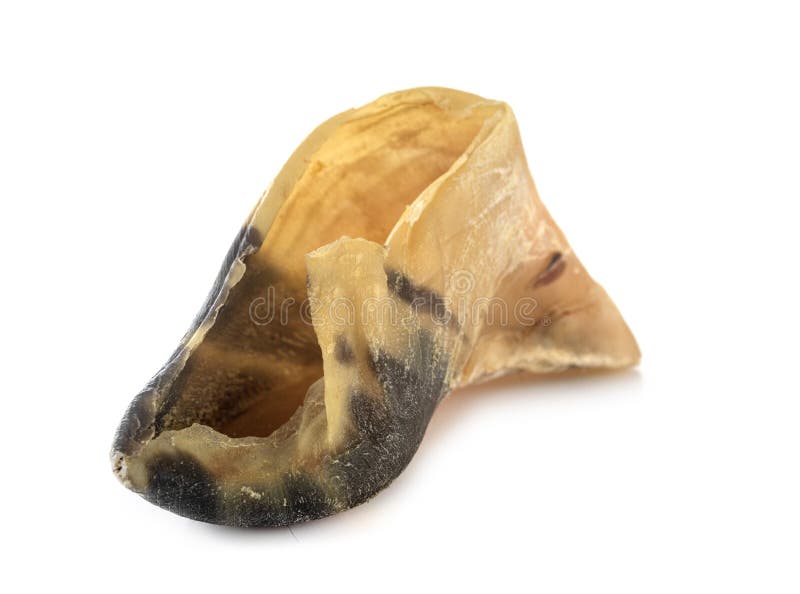 Dog Chewing Hoof Stock Photos Free & RoyaltyFree Stock Photos from