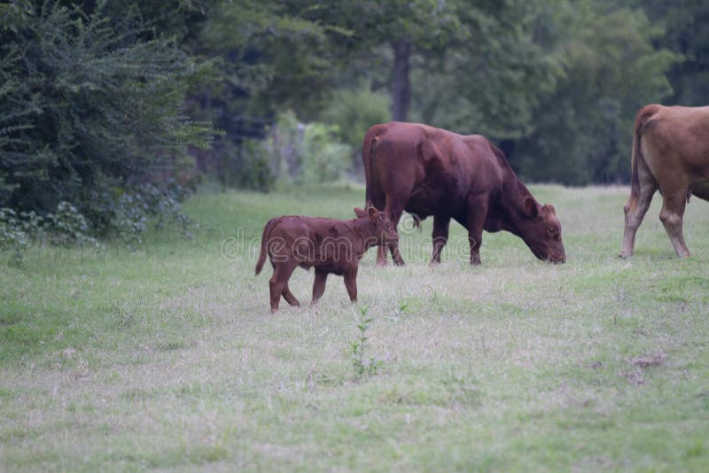 Calf and mother cow grazing in Oklahoma farmland