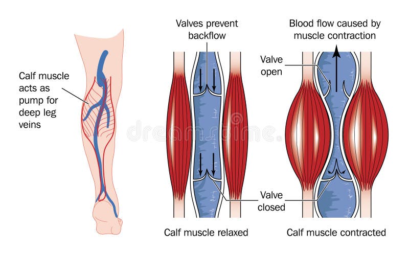 Calf muscle pump royalty free illustration Calf muscle pump royalty free illustration