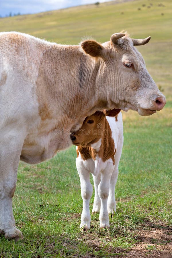 A calf near mother on a summer pasture