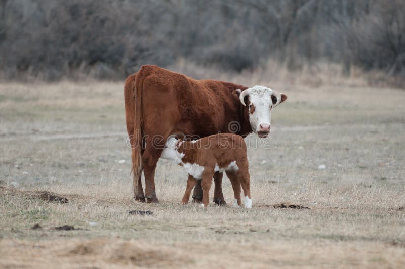 749 Nursing Cattle Stock Photos Free & RoyaltyFree Stock Photos from