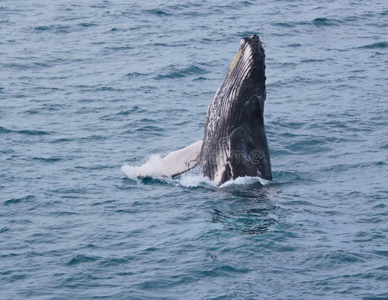 This baby humpback holds itself above the surface to look at the boat. This baby humpback holds itself above the surface to look at the boat