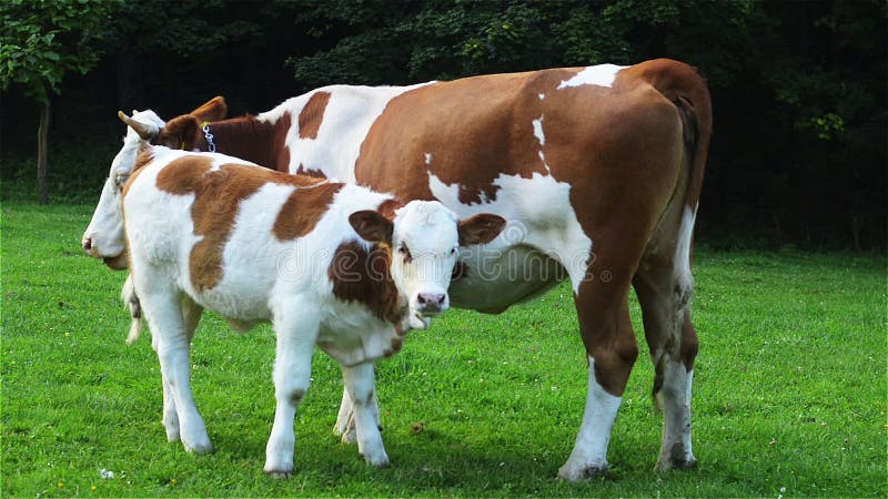 Calf sucking on a cow