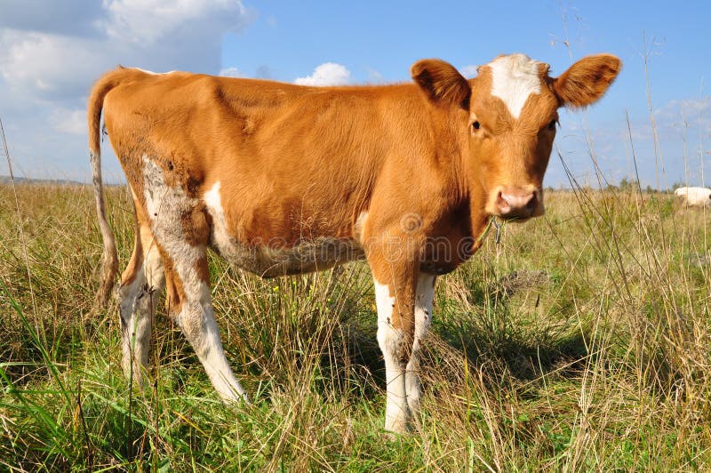 The calf on a summer pasture.