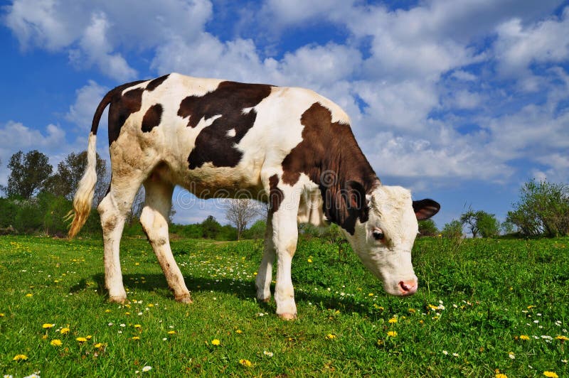 The calf on a summer pasture