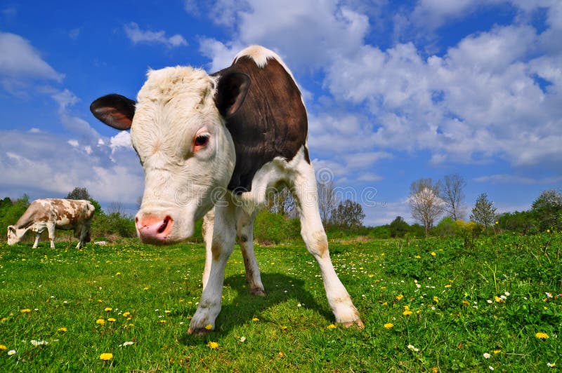 The calf on a summer pasture