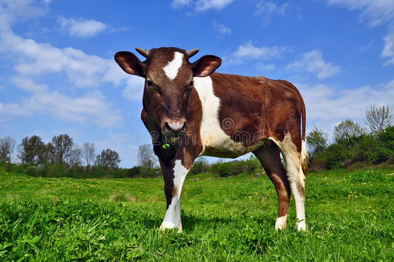 The calf on a summer pasture