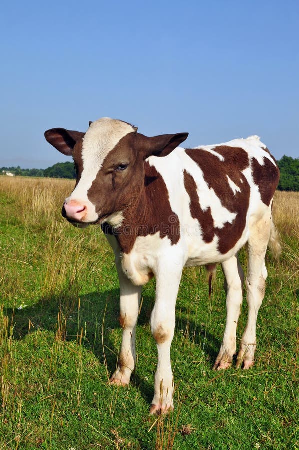 The calf on a summer pasture