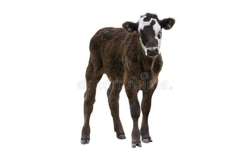 Calf or Young Cow stock photo. Image of isolated, newborn 5173114