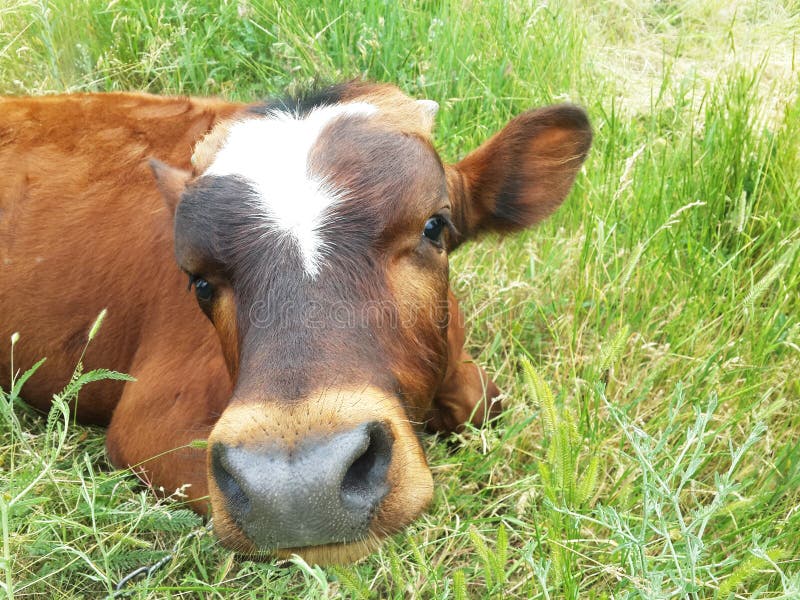 Calf or Young Cow stock photo. Image of isolated, newborn 5173114