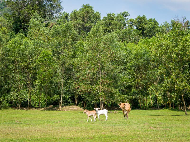 Calfs with mother on green feild at sunny day. Calfs with mother on green feild at sunny day