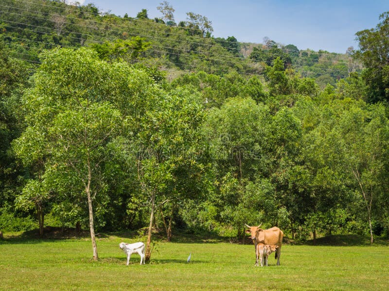 Calfs with mother on green feild at sunny day. Calfs with mother on green feild at sunny day