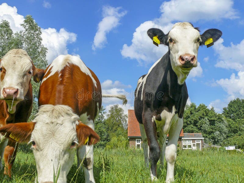 Giovane Vitello Con L'anello Di Naso, Anello Del Muso ...