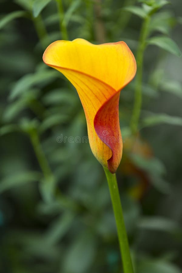 Calia Flame Flower Stock Photos Free & RoyaltyFree Stock Photos from