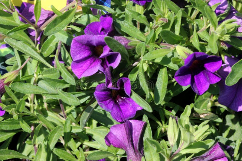 Calibrachoa ` Minifamous Królewskiego błękita `, Mini petunia fotografia stock Calibrachoa ` Minifamous Królewskiego błękita `, Mini petunia fotografia stock