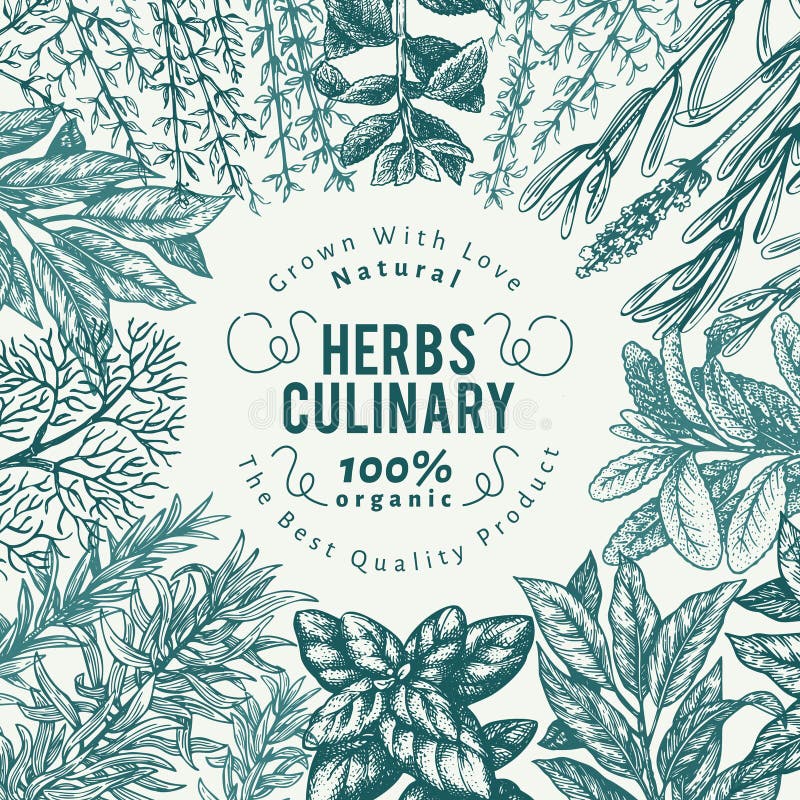 Calibre culinaire de bannière d'herbes et d'épices Dirigez le fond pour le menu de conception, emballage, recettes, label, marché illustration stock Calibre culinaire de bannière d'herbes et d'épices Dirigez le fond pour le menu de conception, emballage, recettes, label, marché illustration stock