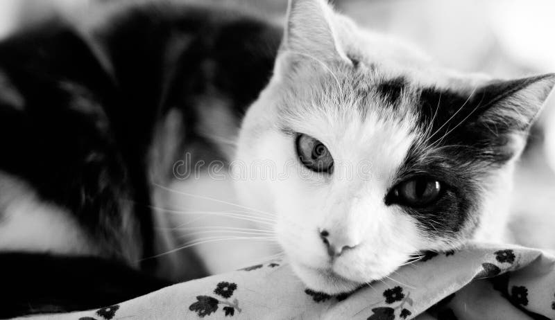 Calico in black and white