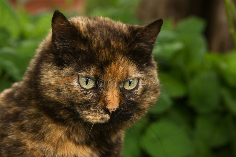 Calico Cat