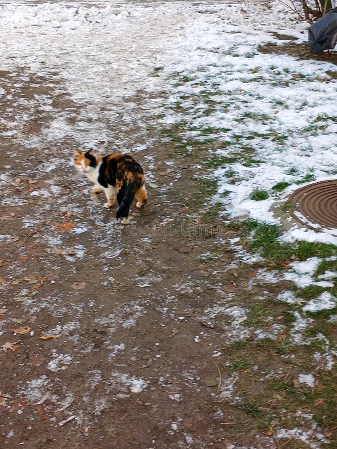 Calico Cat Exploring a Snowy path with Patches of Grass on a Winter Day arkivbilder