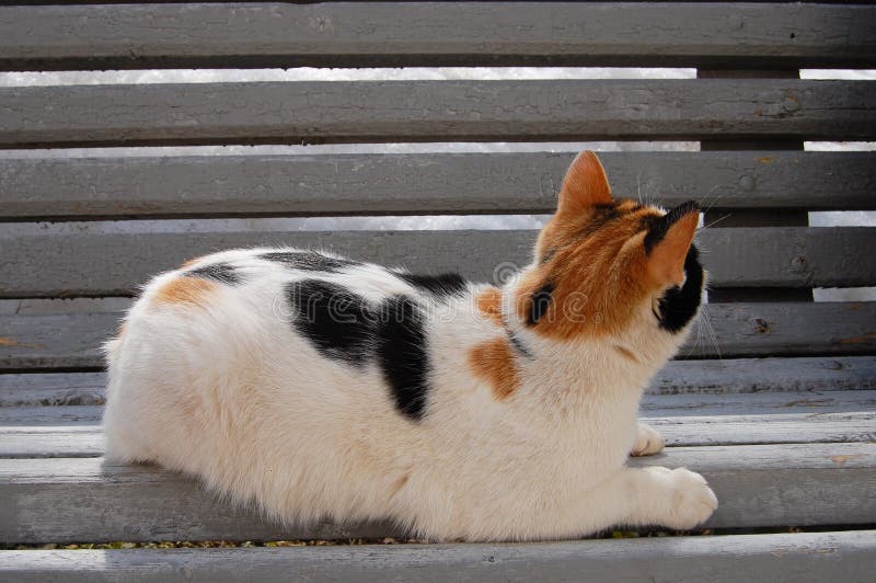 grey cat with orange spots