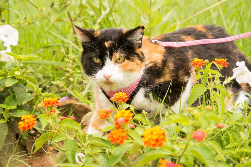 Calico Cat in Pink Harness and Leash Stock Image Image of look