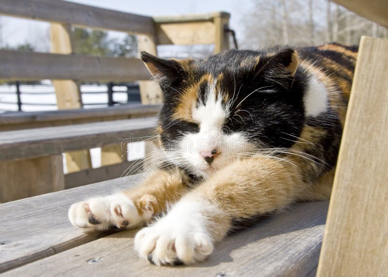 Calico Cat Relaxing in the Sun