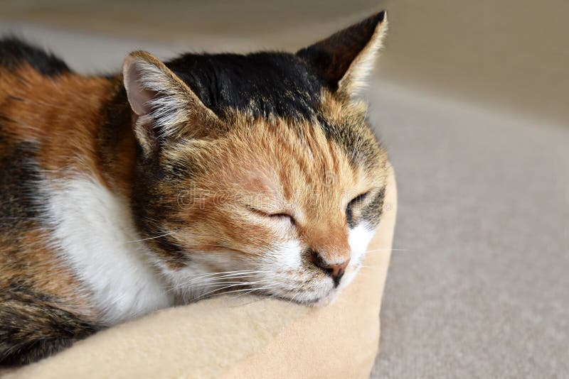 135 Sleeping Right Side Photos Free Royalty Free Stock Photos From Dreamstime