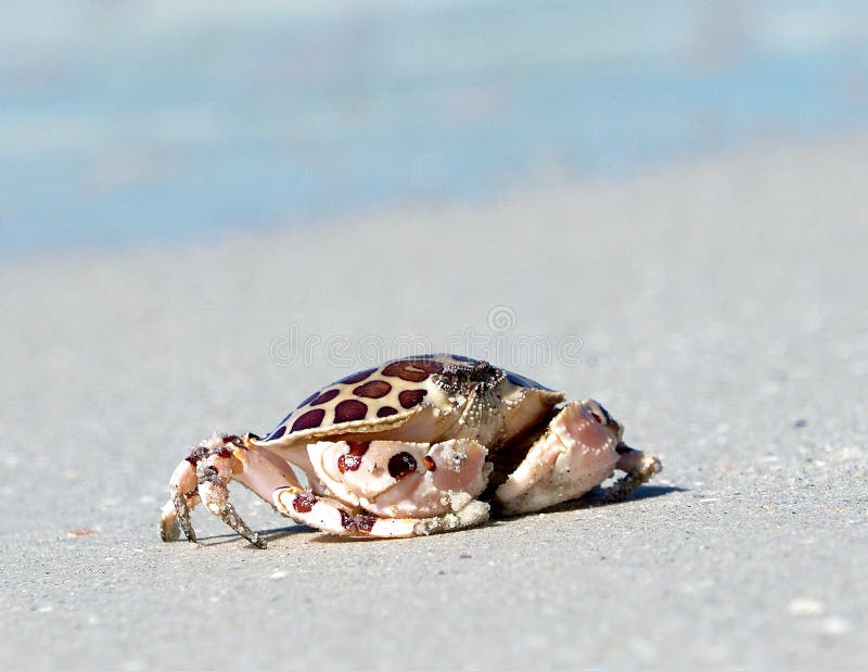 Calico Crab running across a sandy beach.