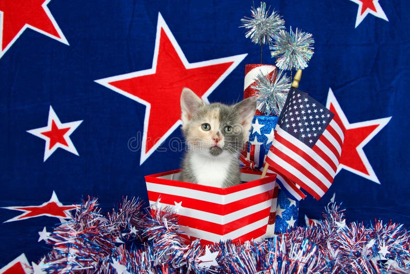 Calico kitten patriotic scene. 