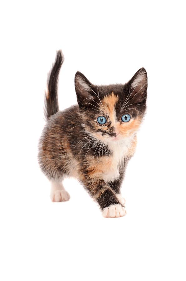 https://thumbs.dreamstime.com/b/calico-kitten-standing-white-background-46494877.jpg