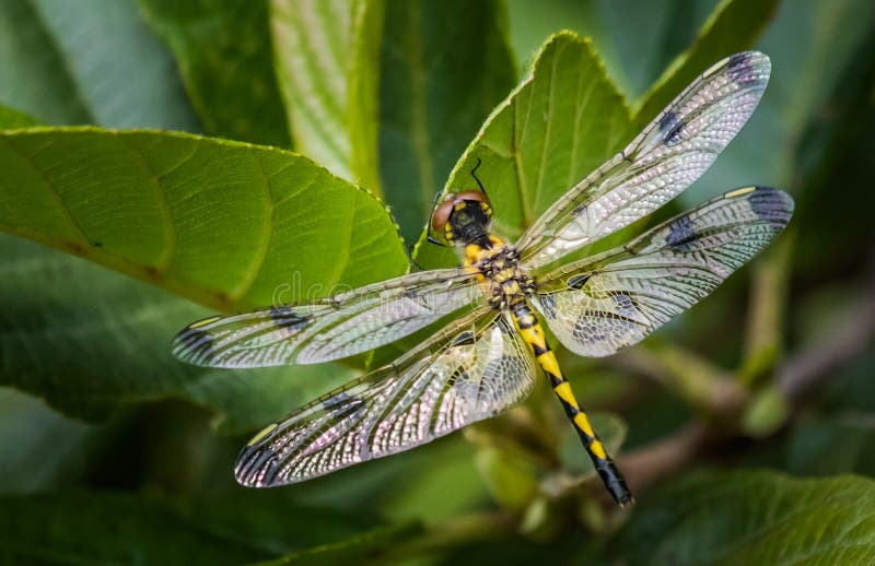 Calico Pennant Dragonfly Celithemis Elisa Stock Photos Free & Royalty
