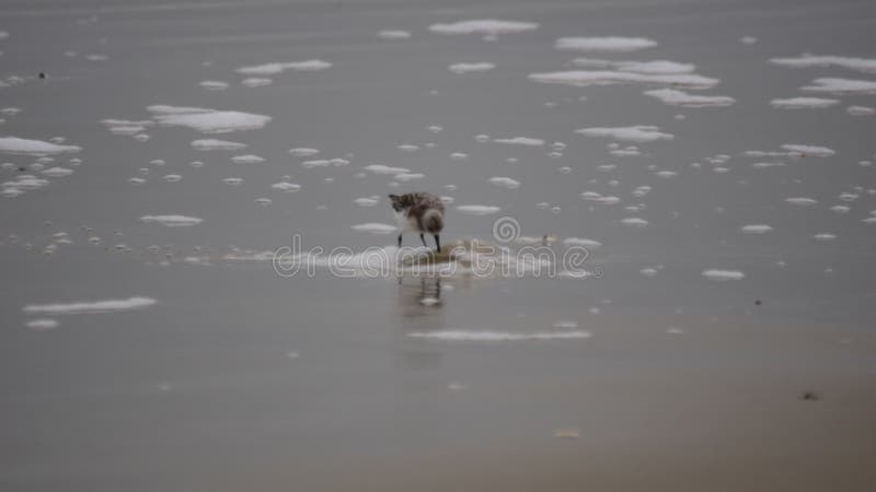 Calidris alba - Sanderling at the beach picking a jellyfish