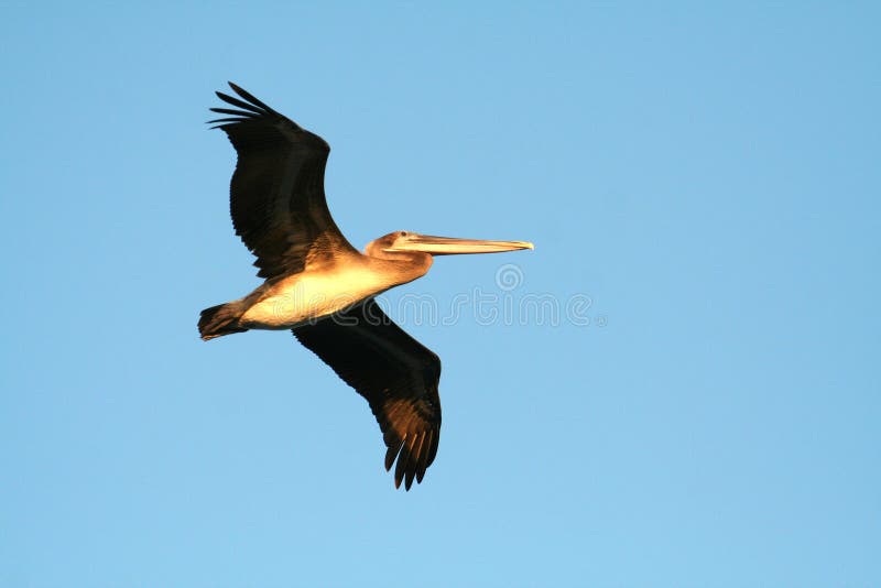 California brown pelican
