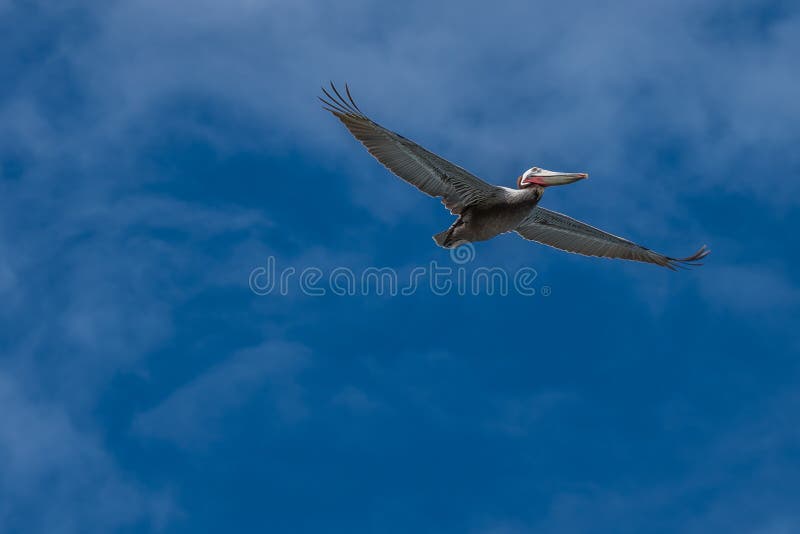 California brown pelican flying with wispy clouds on a blue sky royalty free stock image California brown pelican flying with wispy clouds on a blue sky royalty free stock image