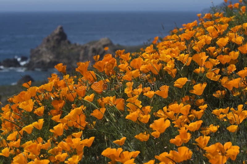 California Coast in Spring with golden poppies blooming near Big Sur California royalty free stock photo California Coast in Spring with golden poppies blooming near Big Sur California royalty free stock photo
