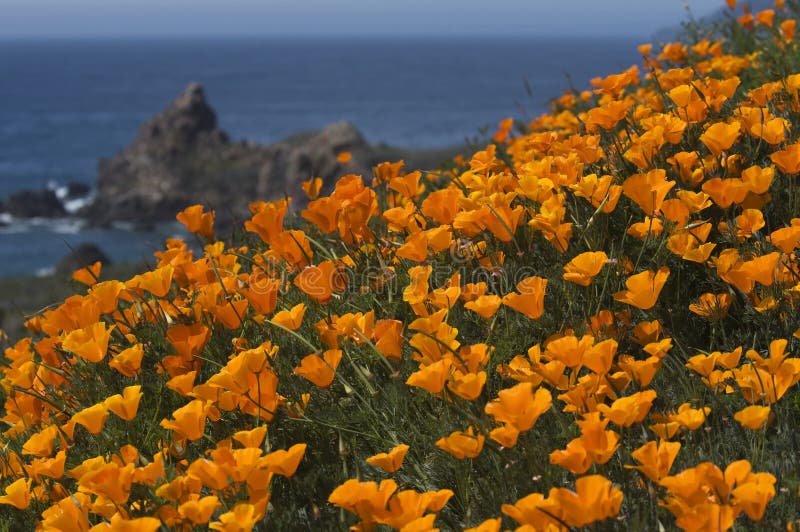 California Coast in Spring with golden poppies blooming near Big Sur California