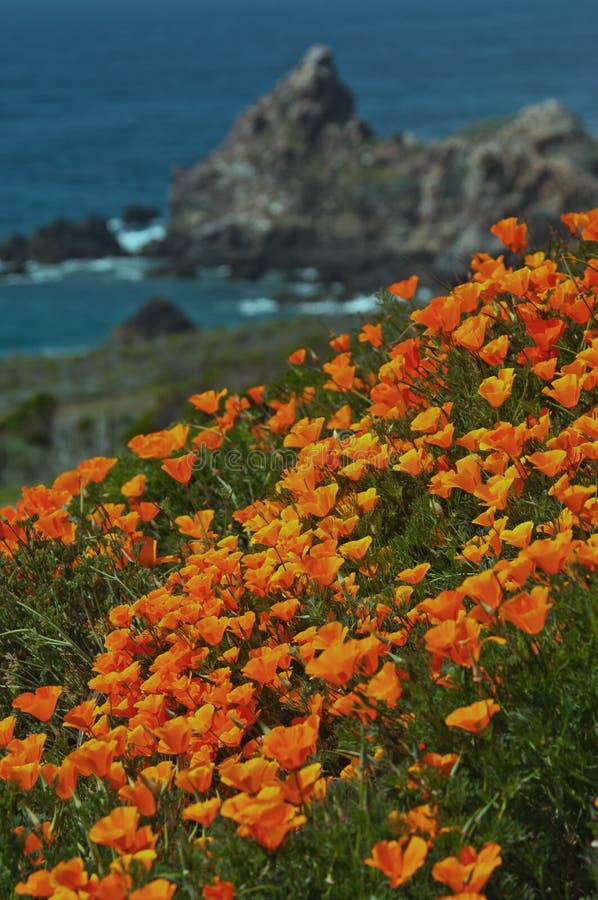 California Coast in Spring with golden poppies blooming near Big Sur California