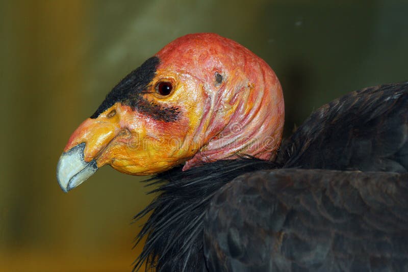 California Condor