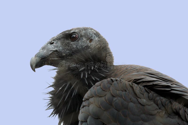 California Condor