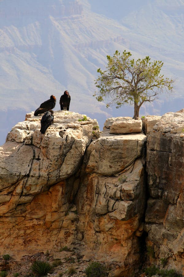 California Condor at Grand Canyon