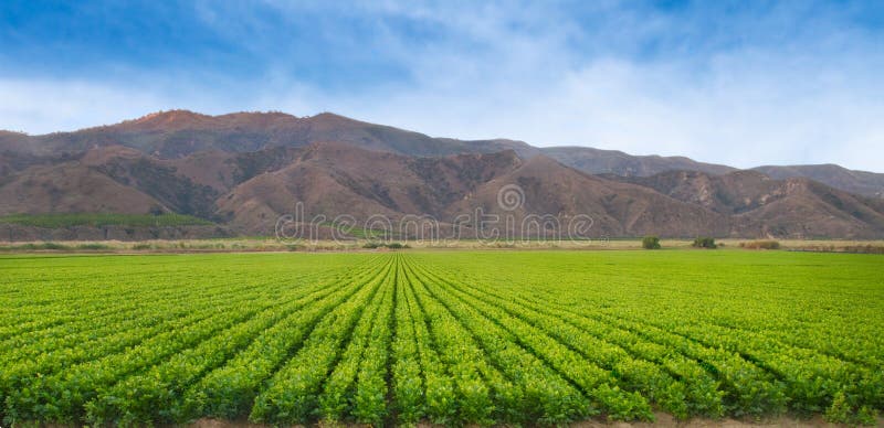 California Crop Fields