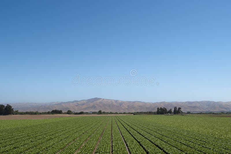 A farm scene in california. Fruit scene stock images, royalty-free photos and pictures