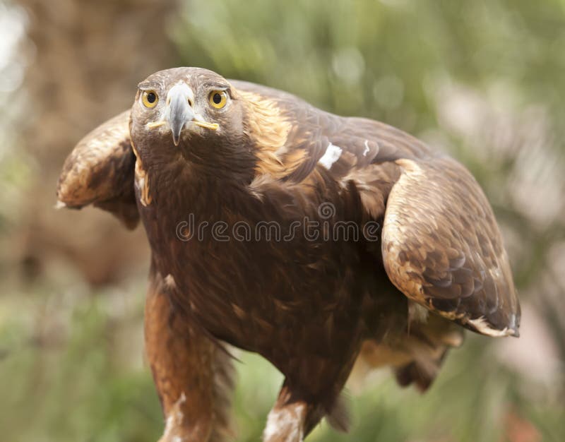 California Golden Eagle stock image. Image of wings, proud 24597925