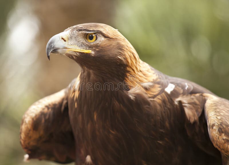 California Golden Eagle stock photo. Image of wild, portrait 24597926
