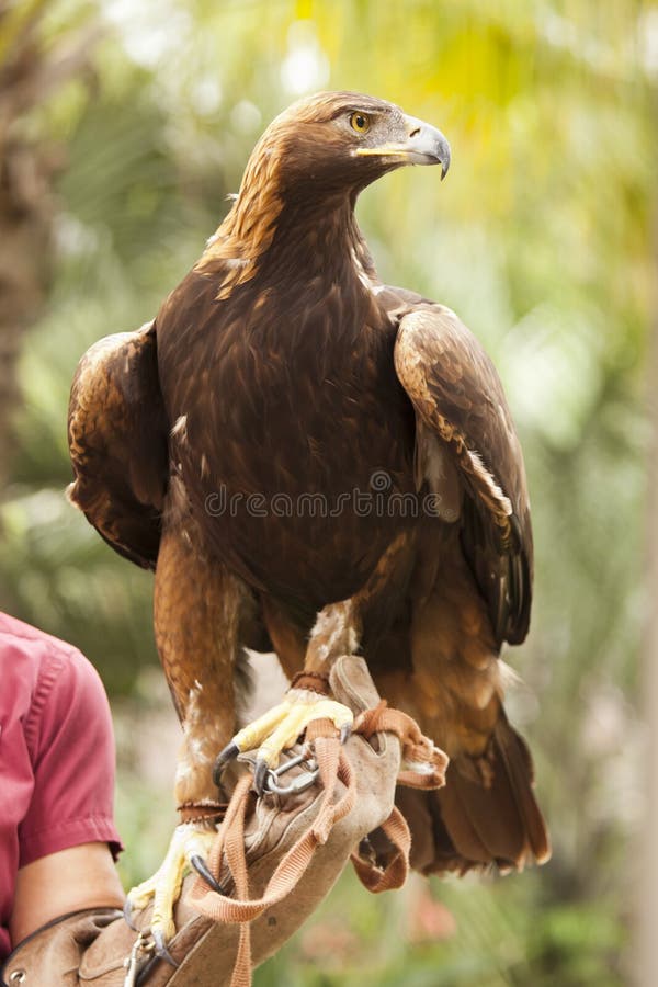 California Golden Eagle and Handler Stock Image Image of predator