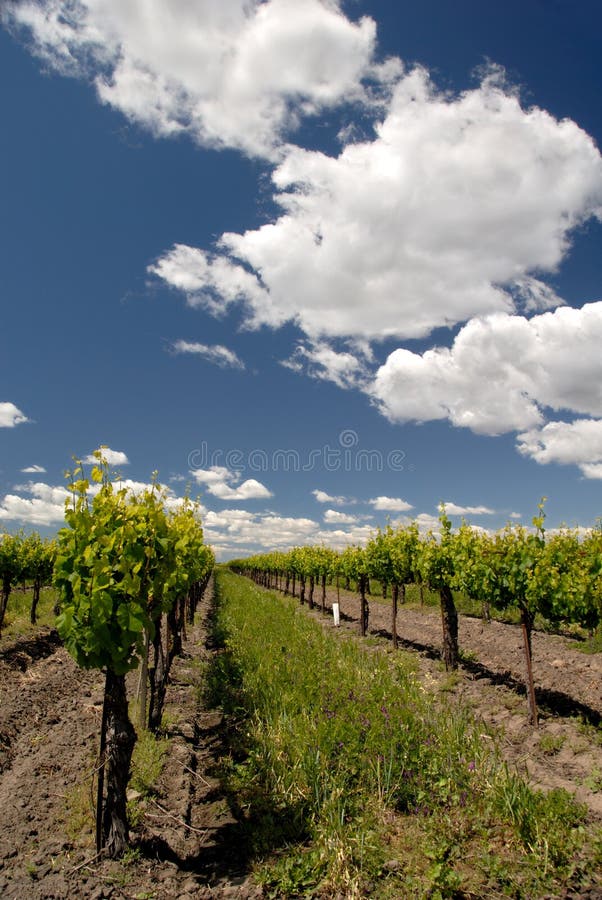 California Grape Vines