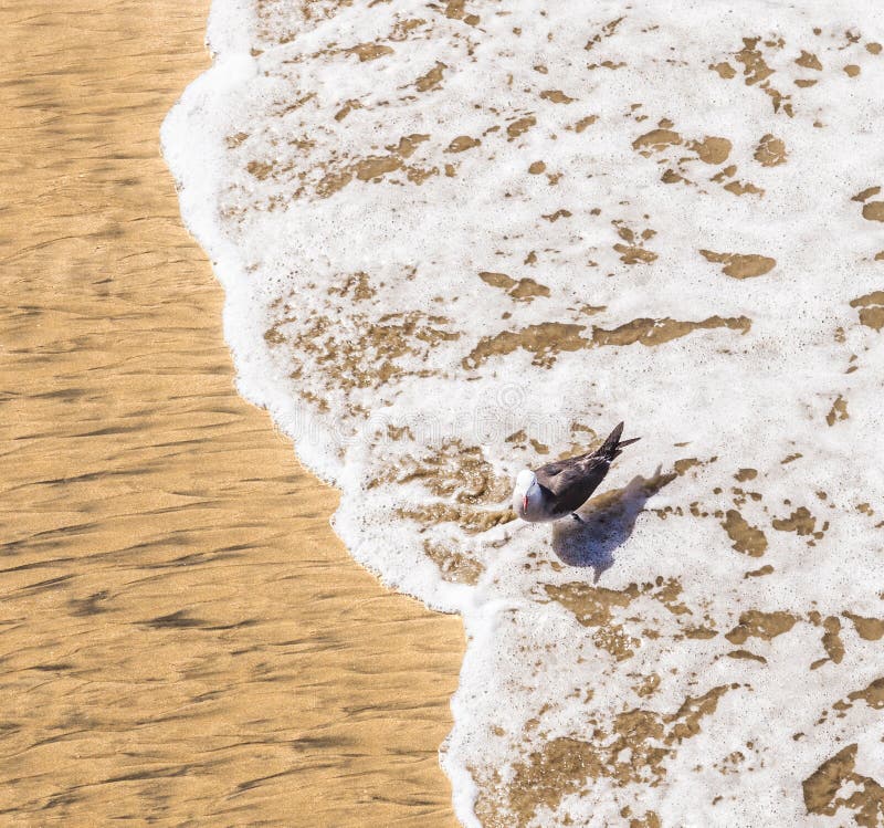 California gull walking at the beach