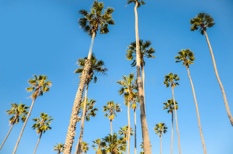 California High Palms on the Blue Sky Background Stock Photo Image of